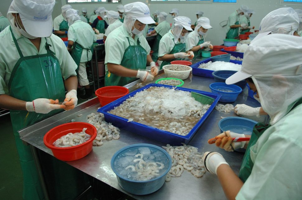 Migranti birmani, per lo più donne, al lavoro a sgusciare gamberetti in una fabbrica tailandese