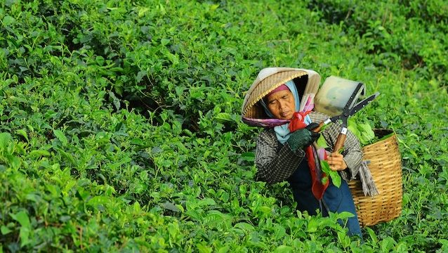 modern slavery in the tea industry