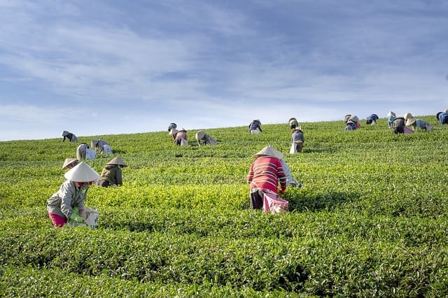 tea workers farm vietnam