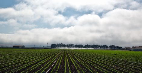 california farm