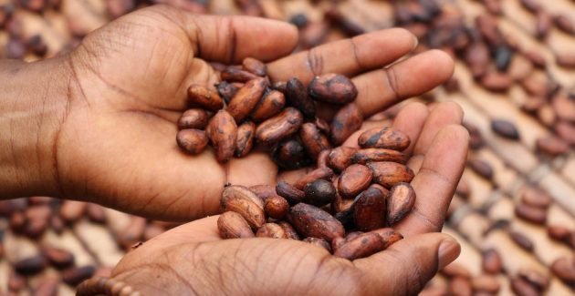 Mani che tengono le fave di cacao