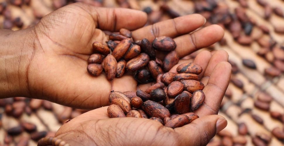 Manos sosteniendo granos de cacao