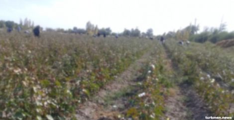 Joint Civil Society Monitoring Finds Systemic Forced Labor in Turkmen Cotton Harvest