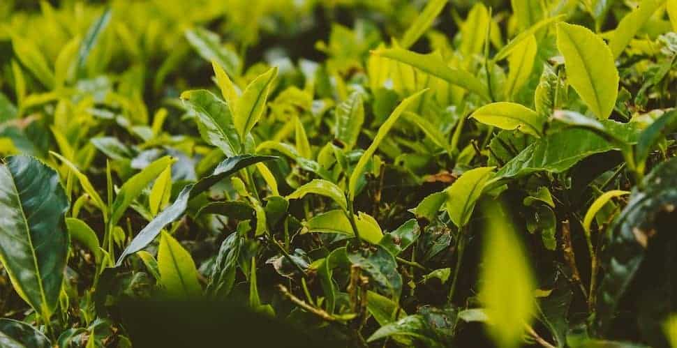 tea plant