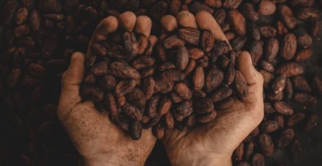 Dried cocoa beans in cupped hands