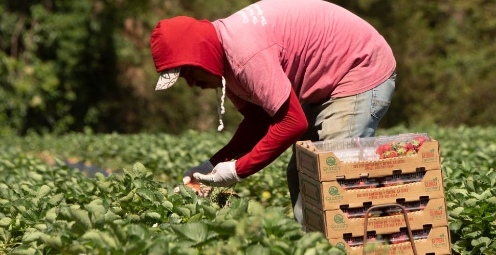 Trafficking in U.S. agriculture worsened over the pandemic