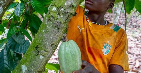 Bild der Kampagne gegen Kinderarbeit bei Kakao