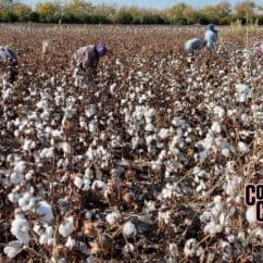Cotton pickers in Uzbekistan