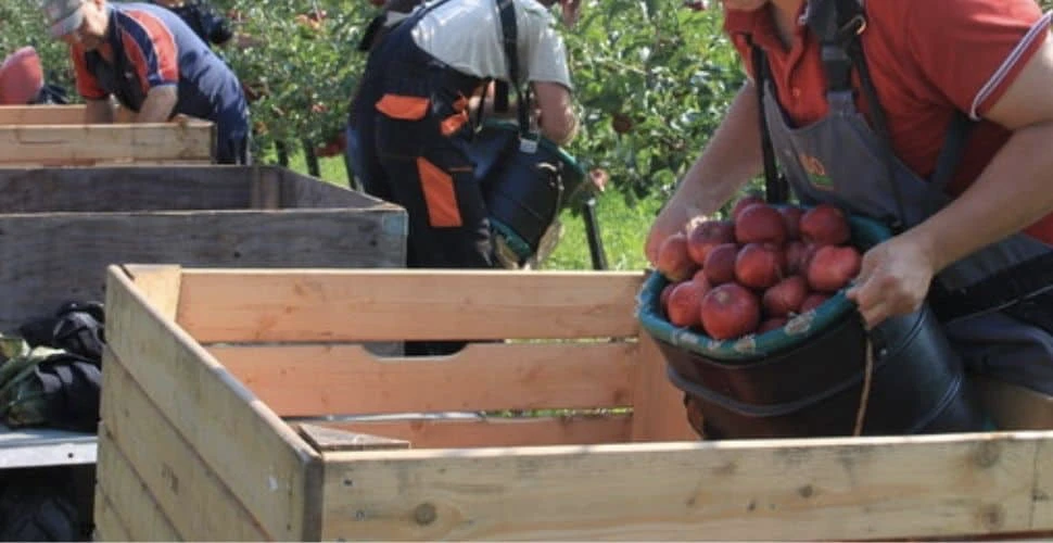 Workers with full buckets of fruit pouring them into large crates with an orchard behind them