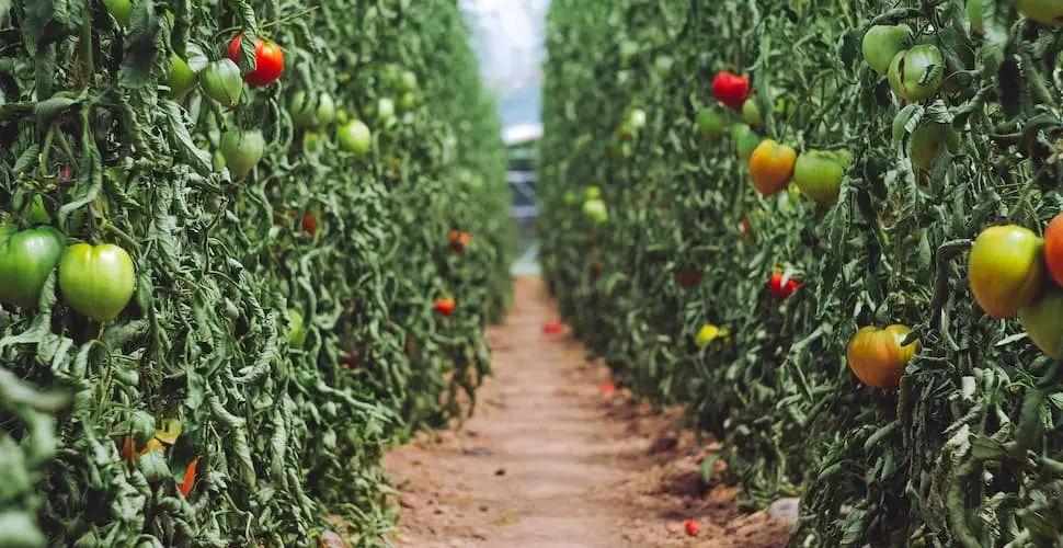 Tomato farm
