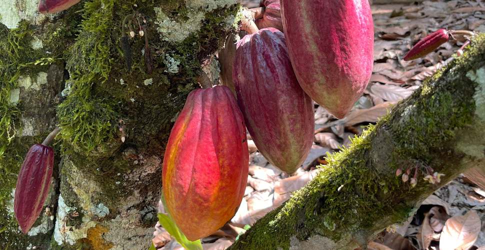 fruta de cacao