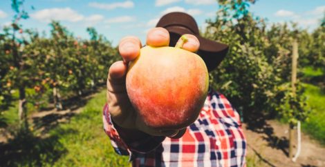 Peach farmer holding up a peach,