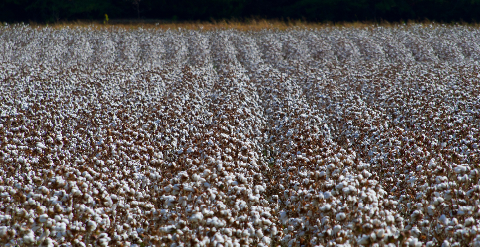 large field of raw cotton