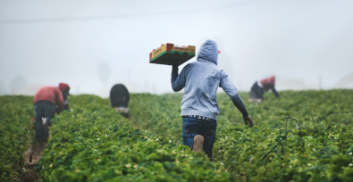 people carrying produce through field