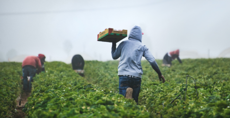 people carrying produce through field