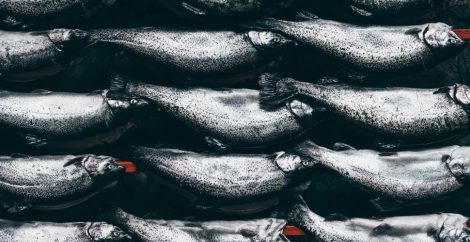 Freedom United demands accountability from the seafood industry