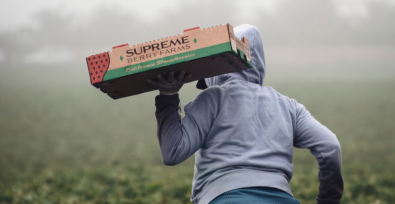 worker carrying box of produce on farm