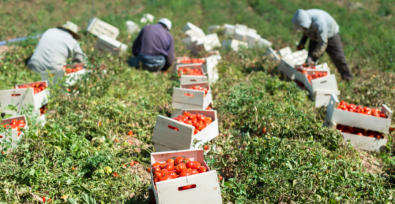 workers picking tomatoes in field