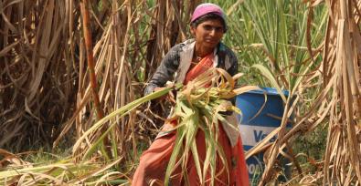 Indian woman working in a sugar cane field in India