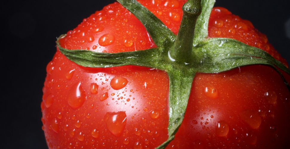 Forced labor in "Italian" tomato products