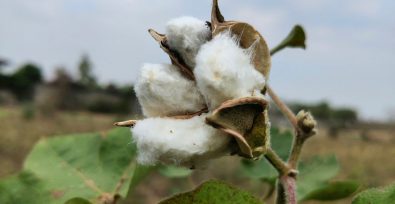 Close up of a cotton flower