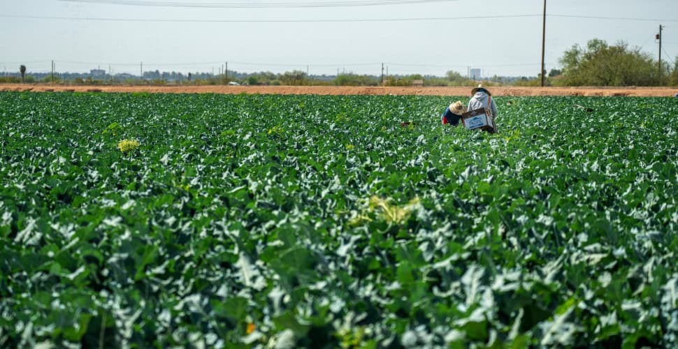 Working in a field