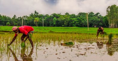 Bangladesh farmers losing sustainable livelihood due to climate change