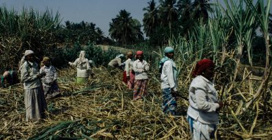 Workers in a sugarcane field