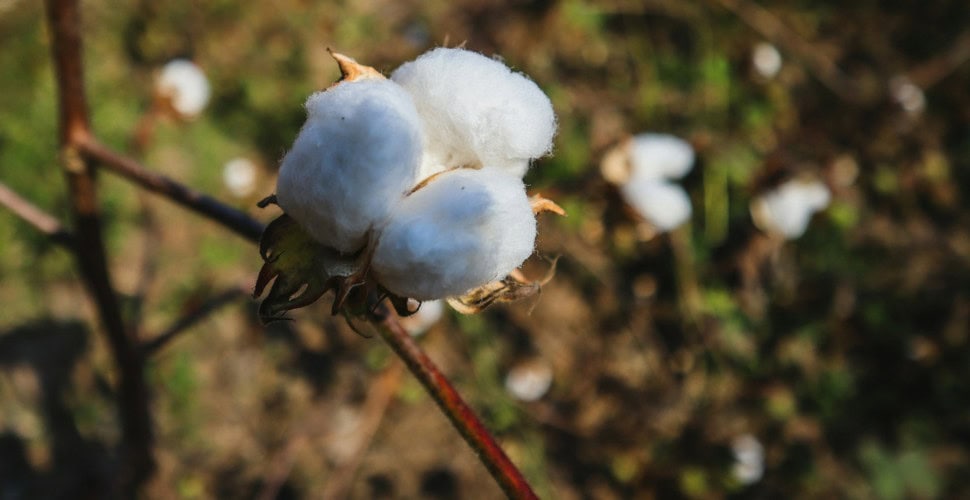 Progress or perception? Forced labor still stains cotton harvest in Turkmenistan