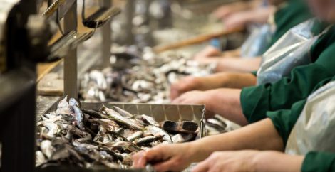 Hazardous child labor at a seafood processing plant