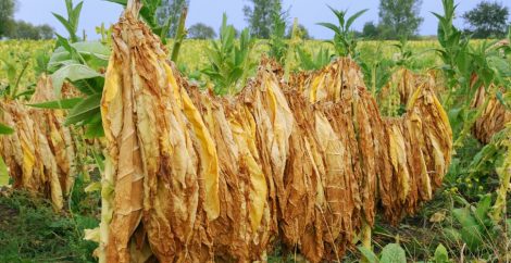 tobacco farm